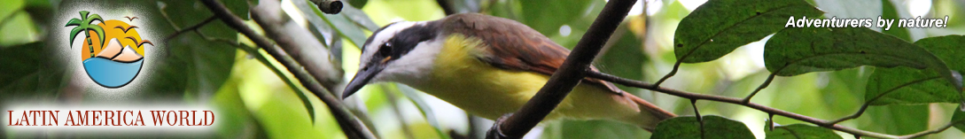 logo_kiskadee bird_NEW � M.M.